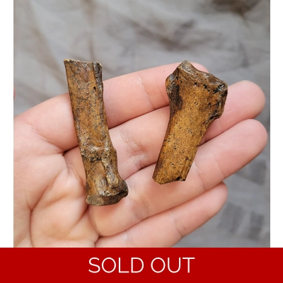 Very Rare Bear Dog Partial Leg Bone Pieces Mammal Fossil From Florida Very Rare Bear Dog Partial Leg Bone Pieces Mammal Fossil From Florida